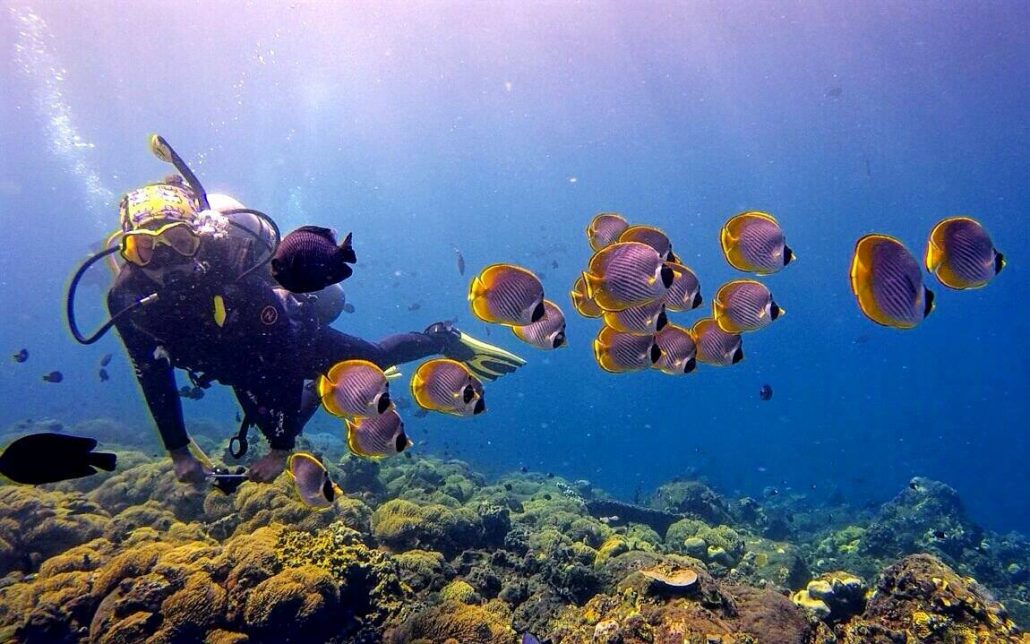 Indonesia’s Beautiful Underwater